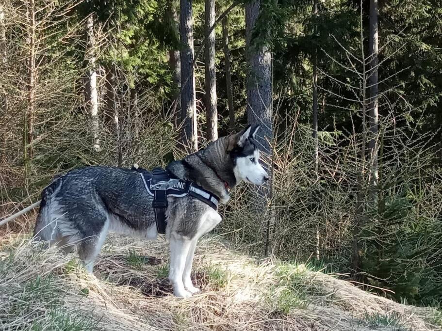 Wohnung Rheintal Im Alpenvorland Batschuns Exteriér fotografie